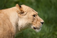 Re: Кто узнает производителей? / lvica-koshka-morda-profil.jpg
407.71 КБ, Просмотров: 37542
