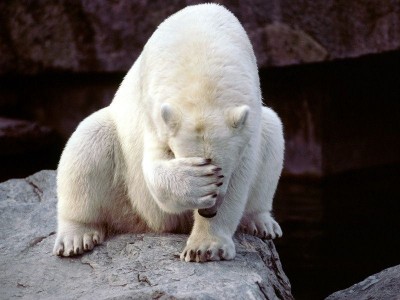 Подзкажите маркировку / white-bear-shameful.jpg
75.85 КБ, Просмотров: 4419