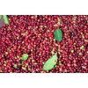Green Coffee Grading exporter Organic coffee beans to global markets